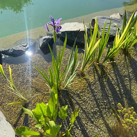 Casa vacanze Tiny House Am Dillich - Schwimmteich - Klimaanlage - Hunde Willkommen - Eigener Garten *